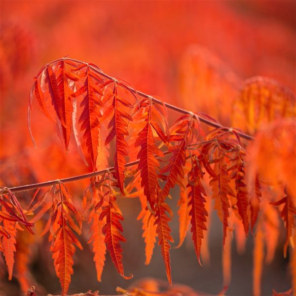 First Editions® Tiger Eyes® Sumac - Image 5