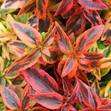 Abelia Kaleidoscope - Image 4