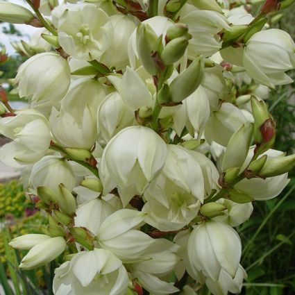 Adam's Needle Yucca - Image 5