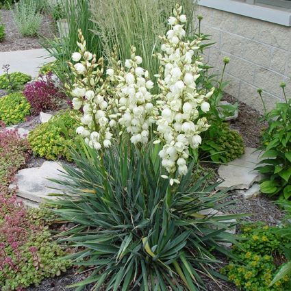 Adam's Needle Yucca