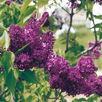 Agincourt Beauty Lilac - Image 3