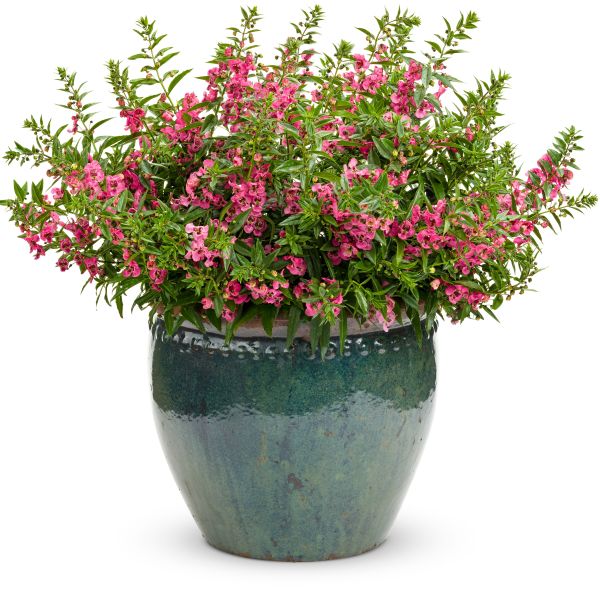 Angelonia Angelface Pink - Image 3
