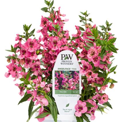 Angelonia Angelface Pink - Image 4