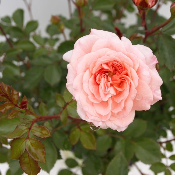 Apricot Drift® Rose - Image 3