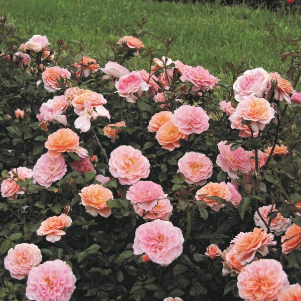 Apricot Drift® Rose