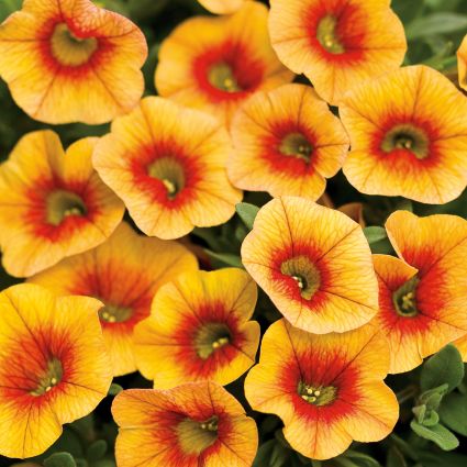 Apricot Punch Superbells Calibrachoa