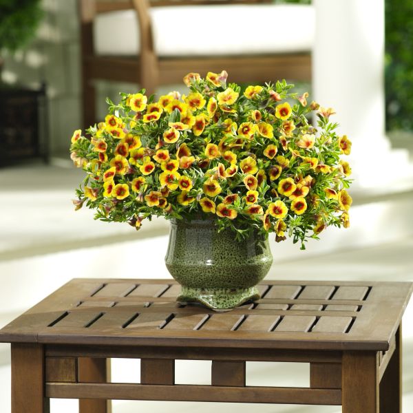 Apricot Punch Superbells Calibrachoa - Image 3