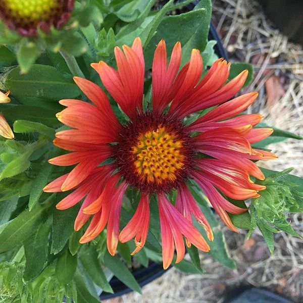 Arizona Red Shades Blanket Flower - Image 3