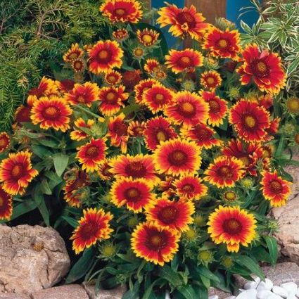Arizona Sun Gaillardia - Image 3