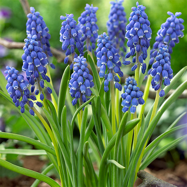Armeniacum Muscari