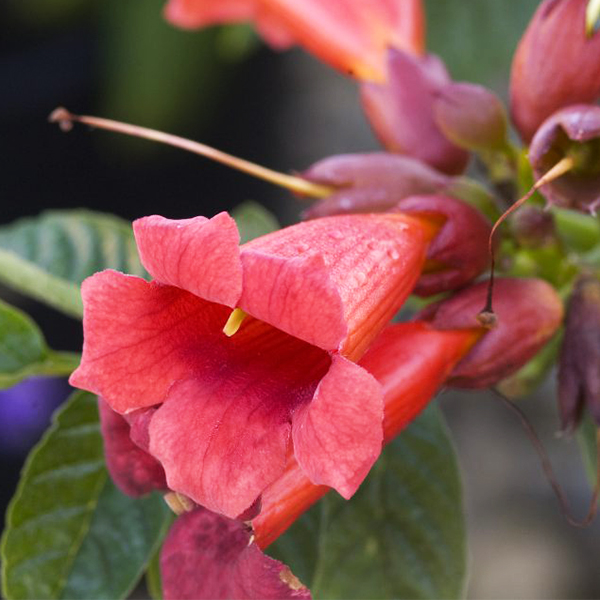 Atomic Red™ Trumpet Vine - Image 3