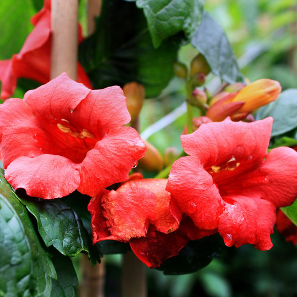 Atomic Red™ Trumpet Vine - Image 4