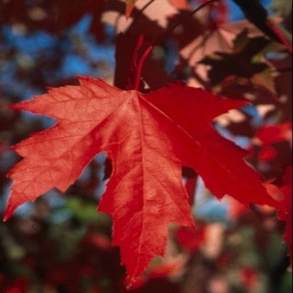 Autumn Fantasy Red Maple Tree - Image 3