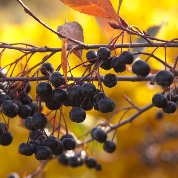 Autumn Magic Black Chokeberry - Image 4