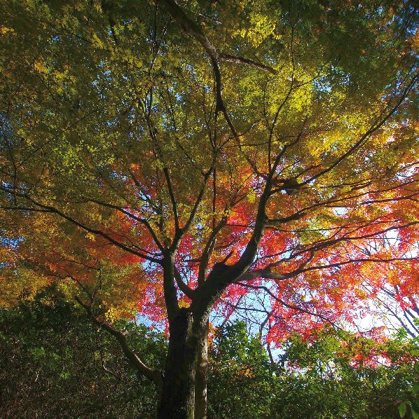 Autumn Fantasy Red Maple Tree - Image 4