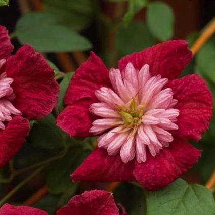 Avant Garde Clematis - Image 3