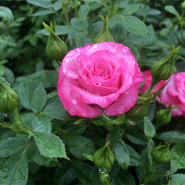 Baby Paradise™ Sunblaze® Miniature Rose - Image 3