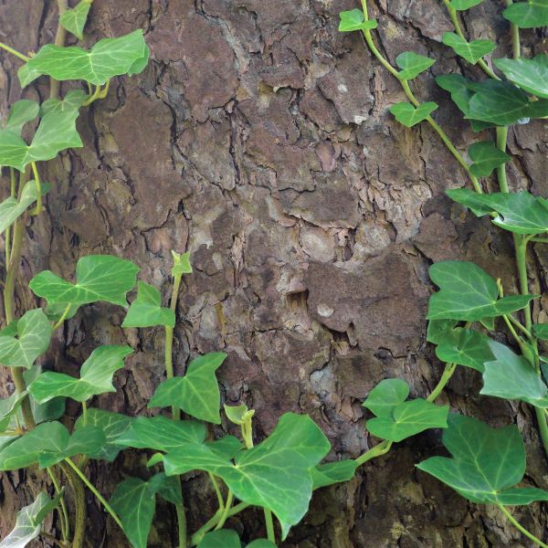 Baltic Ivy - Image 3