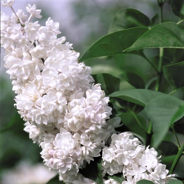 Beauty of Moscow Lilac - Image 3