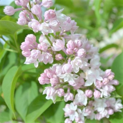 Beauty of Moscow Lilac - Image 5