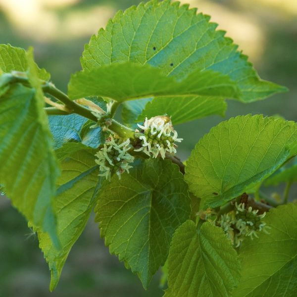 Fruiting Dwarf Black Mulberry - Image 3