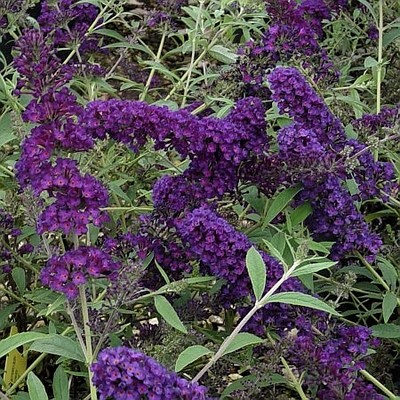 Black Knight Butterfly Bush - Image 4