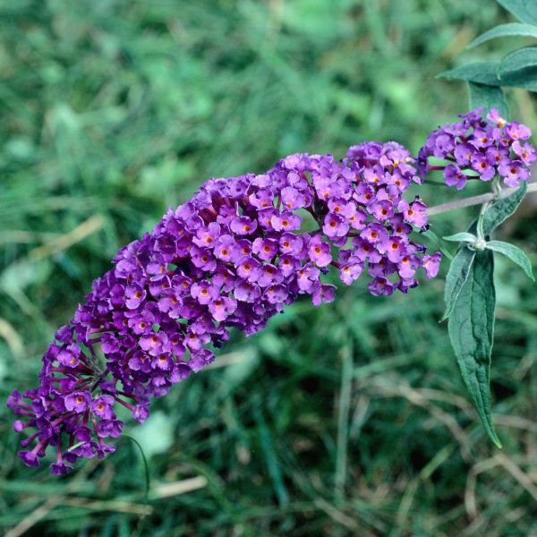 Black Knight Butterfly Bush - Image 3