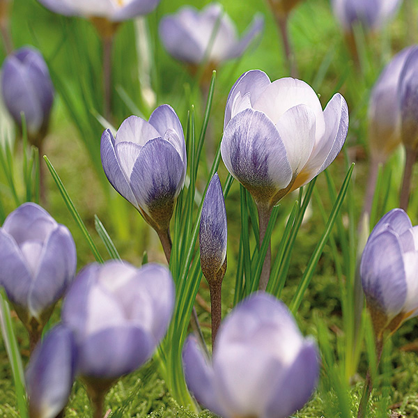 Blue Pearl Crocus