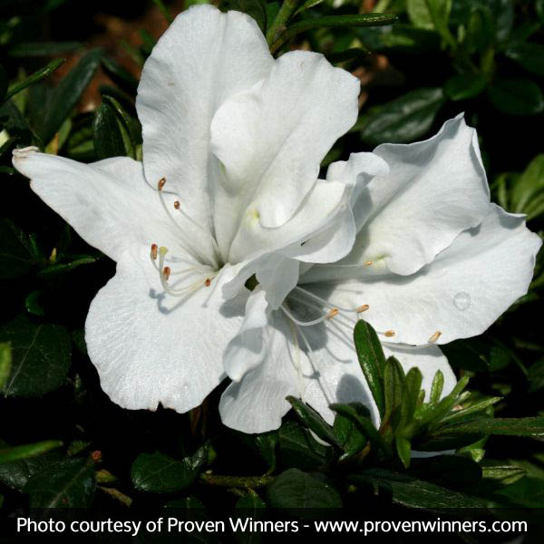 Bloom-A-Thon® White Reblooming Azalea - Image 4