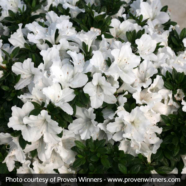 Bloom-A-Thon® White Reblooming Azalea