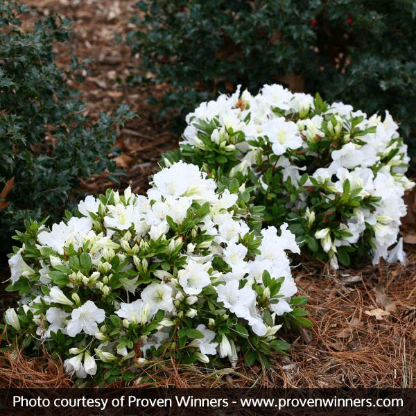 Bloom-A-Thon® White Reblooming Azalea - Image 5