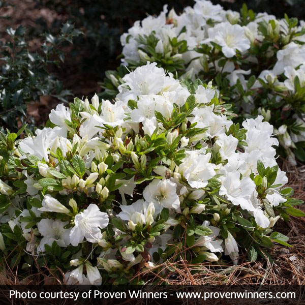 Bloom-A-Thon® White Reblooming Azalea - Image 3