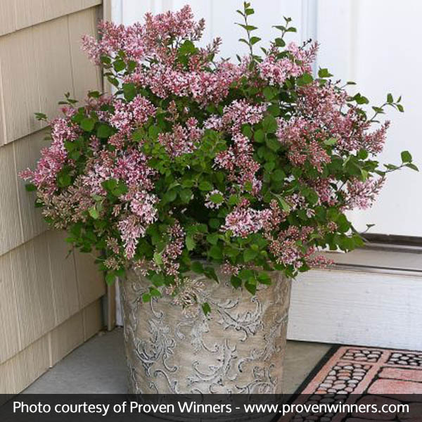 Bloomerang® Pink Perfume Lilac - Image 4