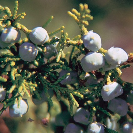 Blue Arrow Juniper - Image 5