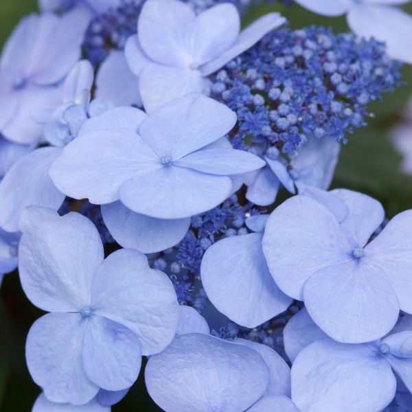 Endless Summer Twist-n-Shout Hydrangea - Image 4