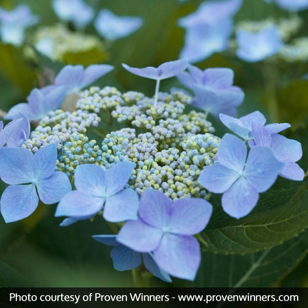 Let's Dance® Starlight Hydrangea - Image 4