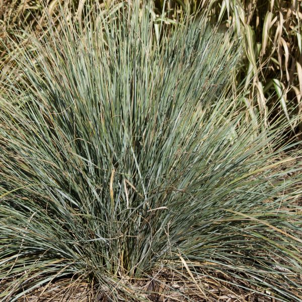Blue Oat Grass - Image 2