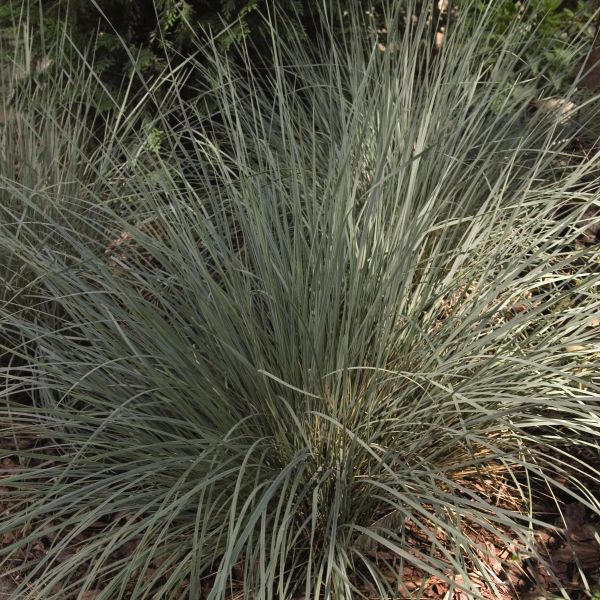 Blue Oat Grass - Image 4