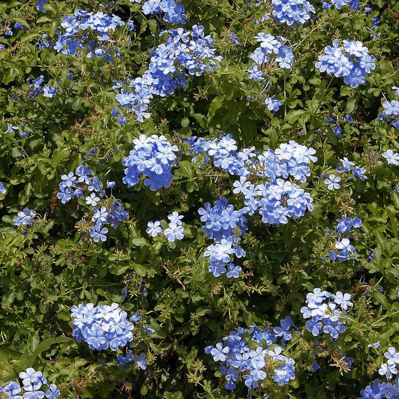 Blue Plumbago Plant - Image 4