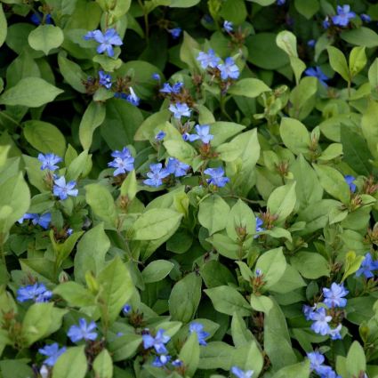 Blue Plumbago Plant - Image 3