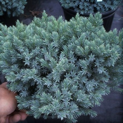 Blue Star Juniper - Image 4