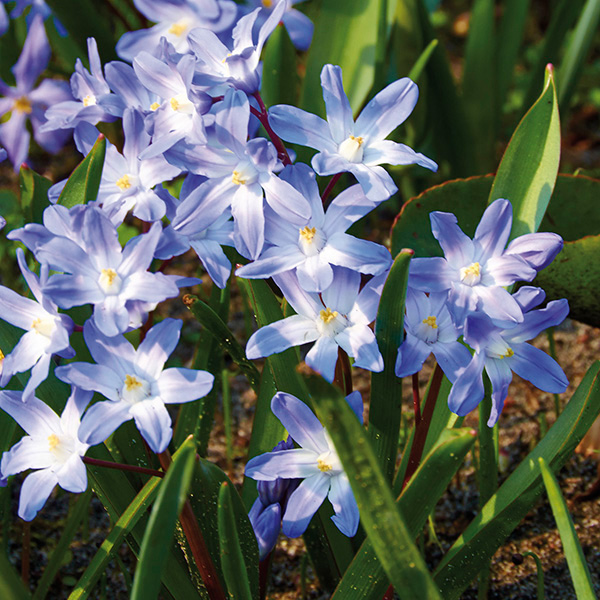 Blue Glory of the Snow