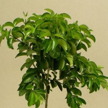 Bouquet de Fleurs Orange Tree - Image 4