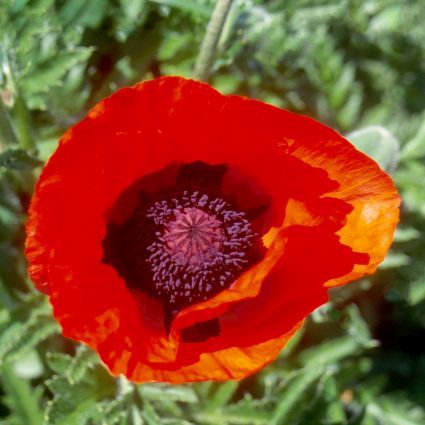 Brilliant Oriental Poppy - Image 3
