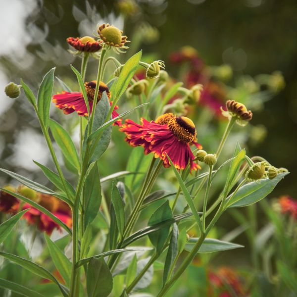 Burgundy Gaillardia - Image 4