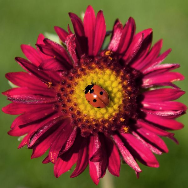Burgundy Gaillardia - Image 3
