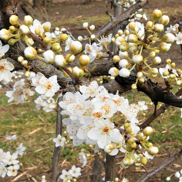 Burgundy Plum Tree - Image 4