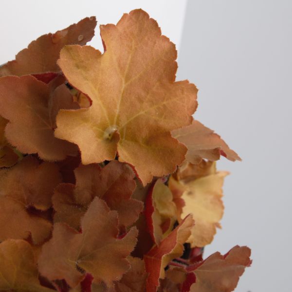 Caramel Coral Bells - Image 4