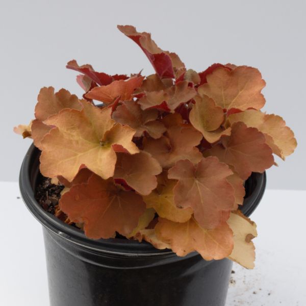 Caramel Coral Bells - Image 5