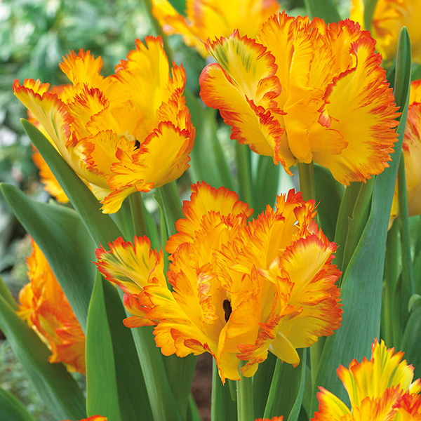 Caribbean Parrot Tulip